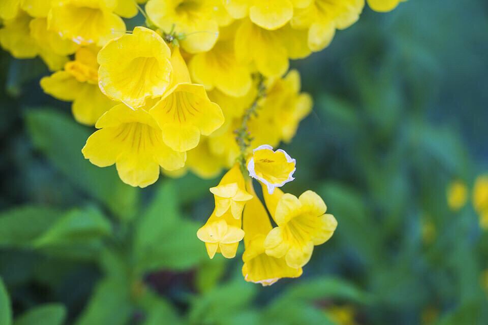 Cây Chuông Vàng - Ấn tượng về một loài hoa cho sắc vàng rực rỡ như nắng